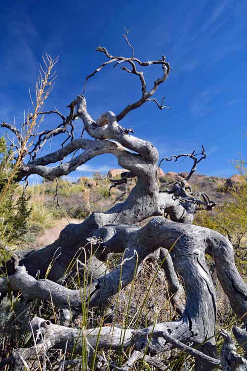 tree on hike